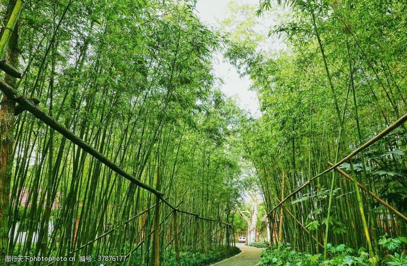 大树素材幽静的竹林步道