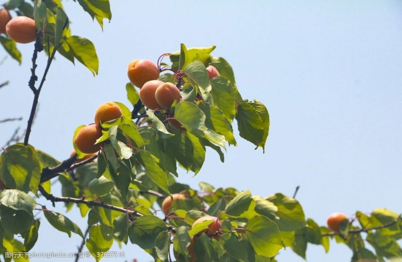 游憩园成熟的杏杏树