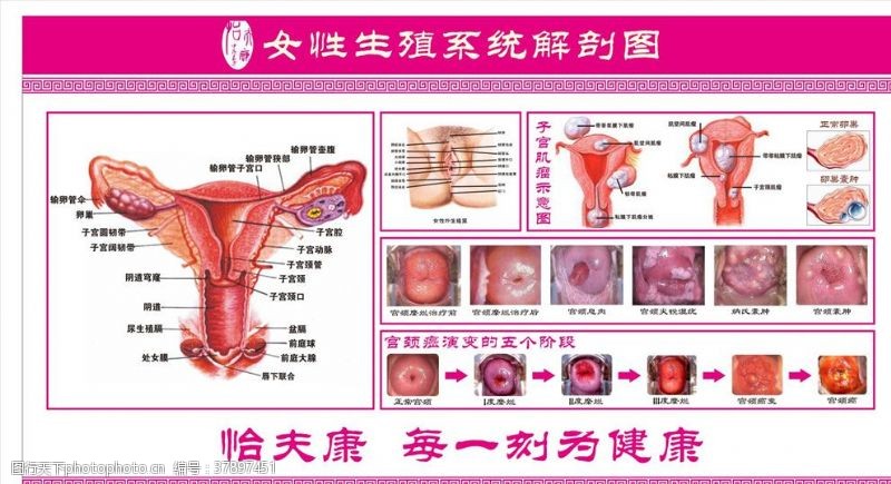 宫颈女性生殖健康