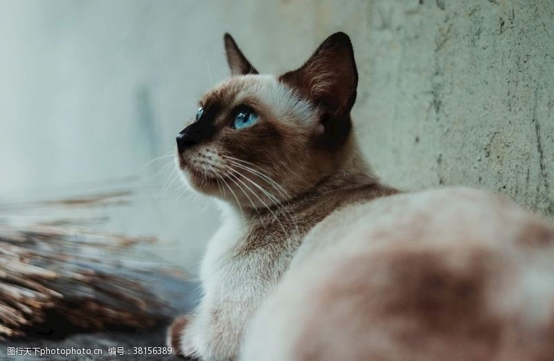 流浪猫猫