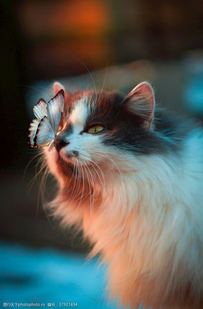 漂亮狗狗高冷美丽的猫咪鼻子上蝴蝶