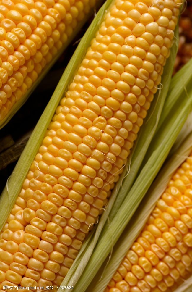 玉米的图片玉米