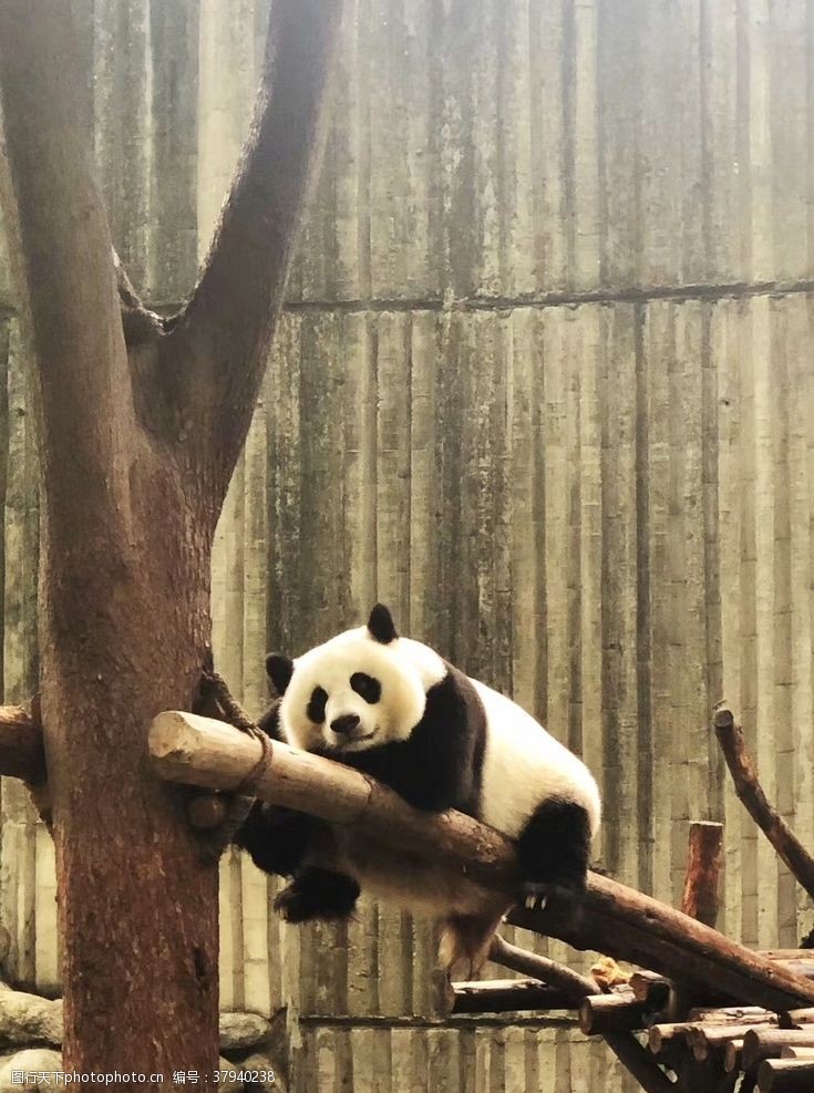 大熊猫基地大熊猫