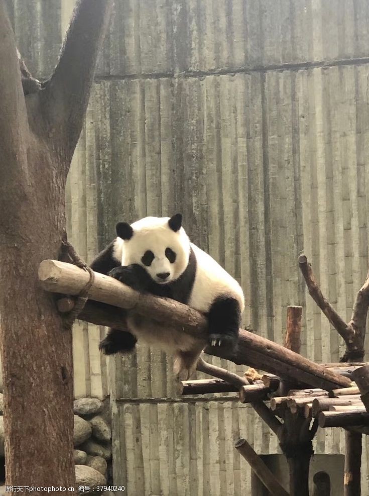 大熊猫基地大熊猫