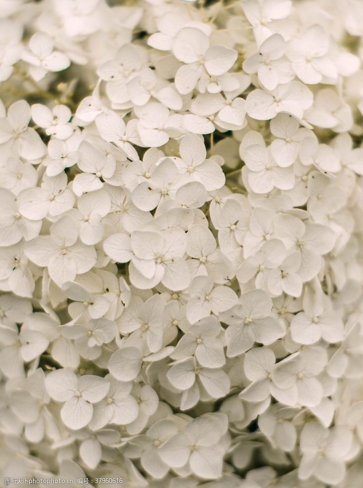 纯洁白色碎花