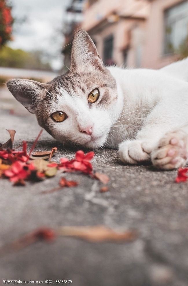 流浪猫猫