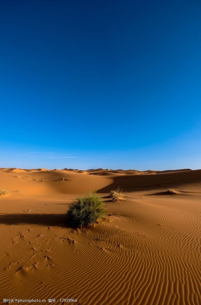 野外运动沙漠