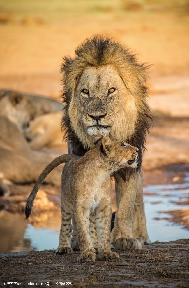 护犊子狮子与小狮子