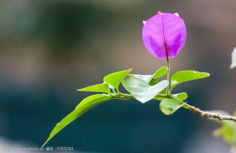 红色杜鹃花摄影三角梅