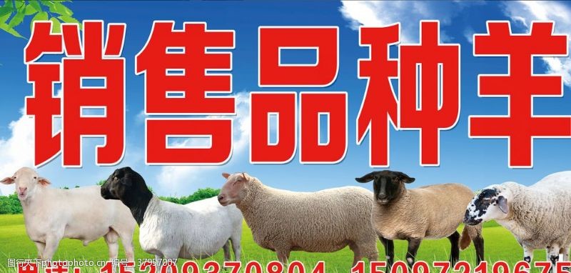 室外广告设计销售品种羊