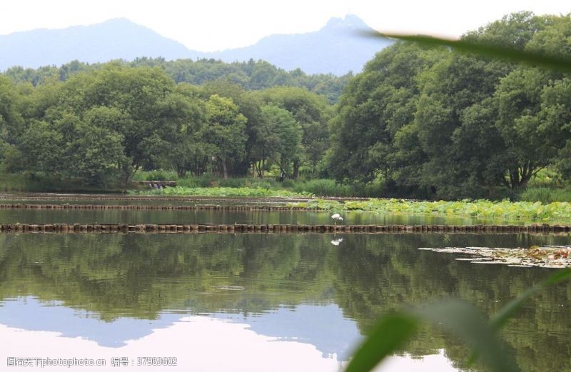 鸭子视频江南水池塘鱼塘木桩子城市