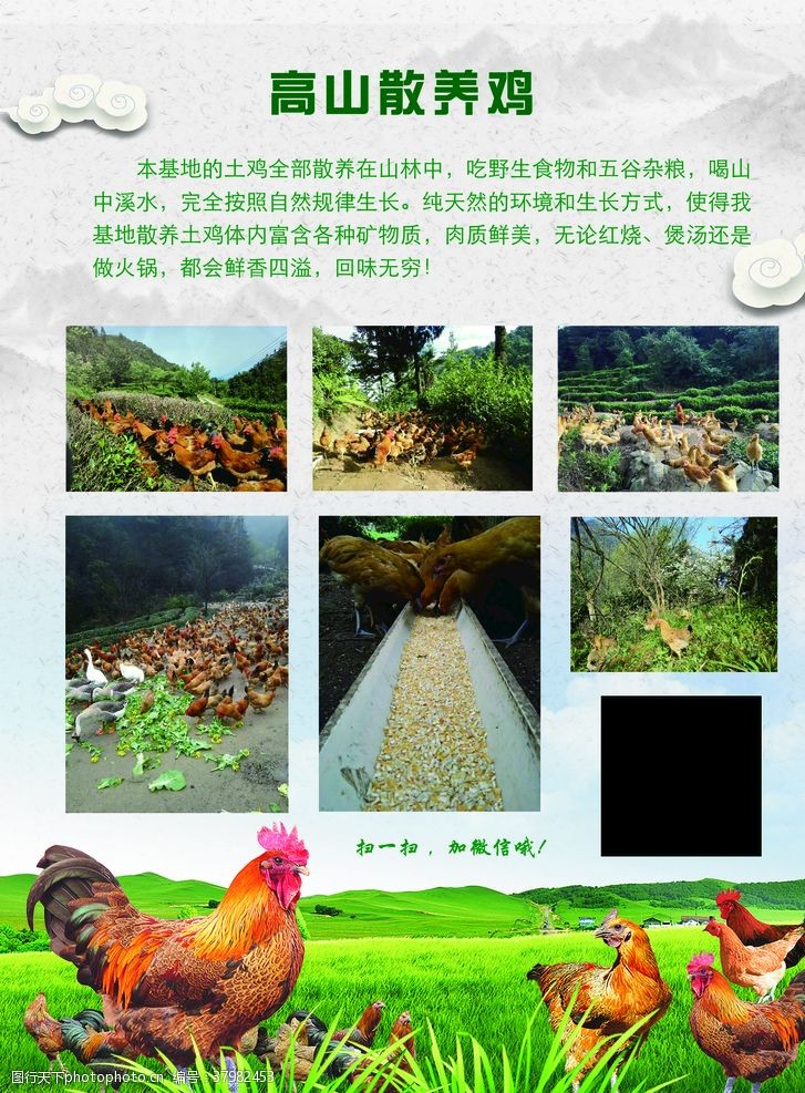 绿色鸡蛋广告散养鸡土鸡蛋中国风水墨