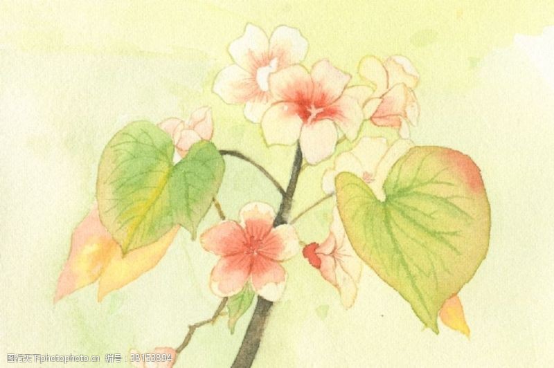 卡通盆景手绘水彩桐花节
