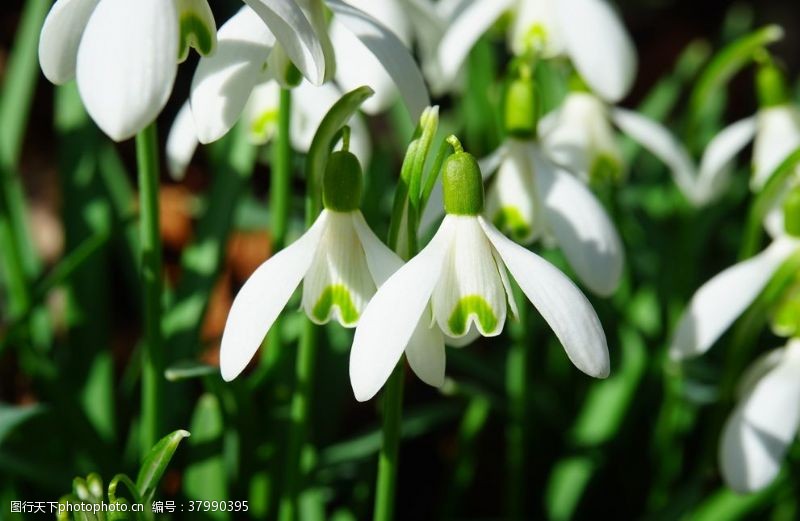 雪花莲