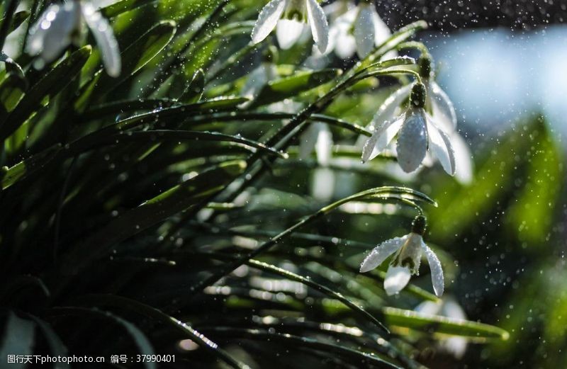 街拍花朵雪花莲