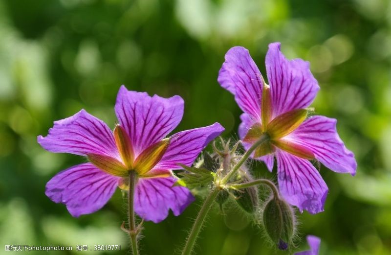紫色花球天竺葵