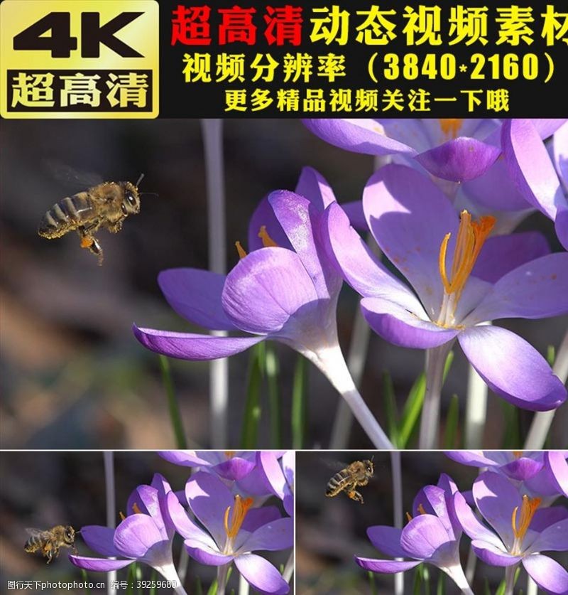 300分辨率春天春季蜜蜂花朵鲜花实拍视频