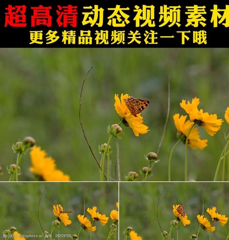动态视频蝴蝶飞舞鲜花盛开春天视频素材