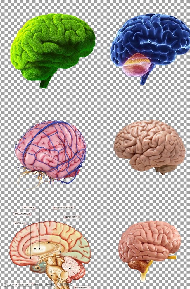 大脑神经手绘人体大脑