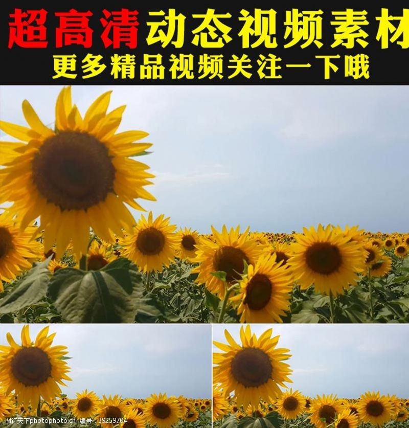 出色的动态光向日葵太阳花花海植物实拍视频