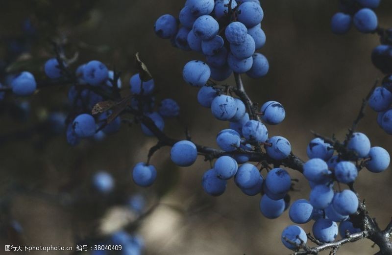 经典的蓝莓