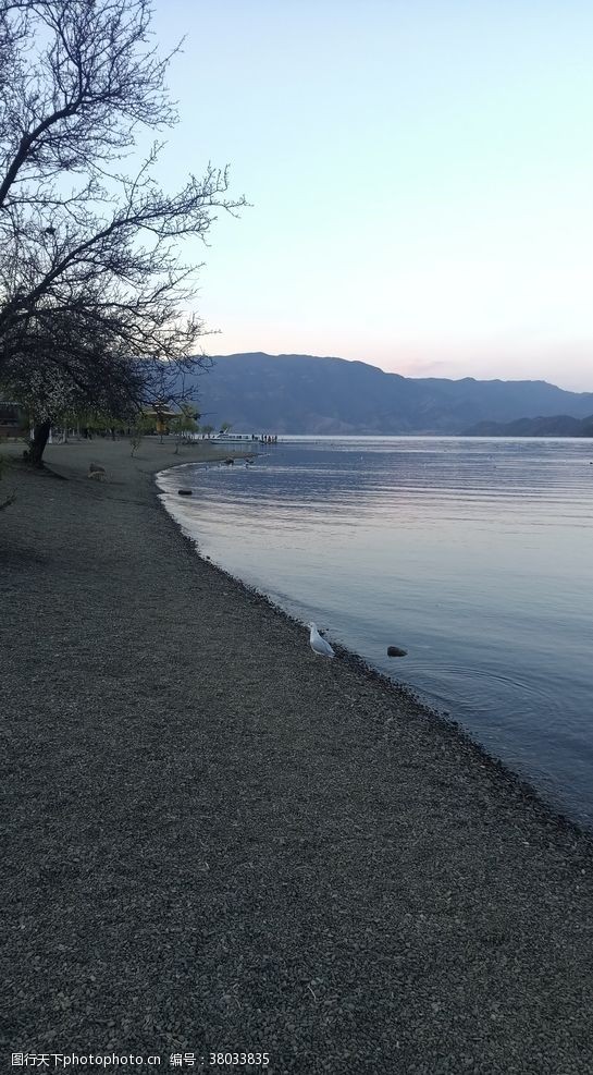 平静的湖面水鸟