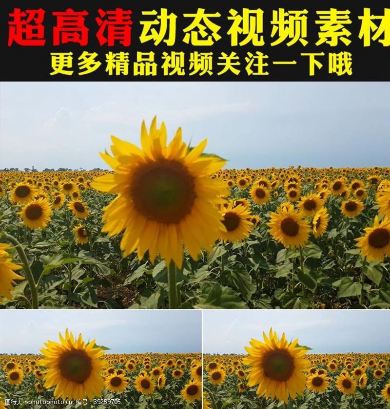 新媒体向日葵太阳花花海植物视频素材