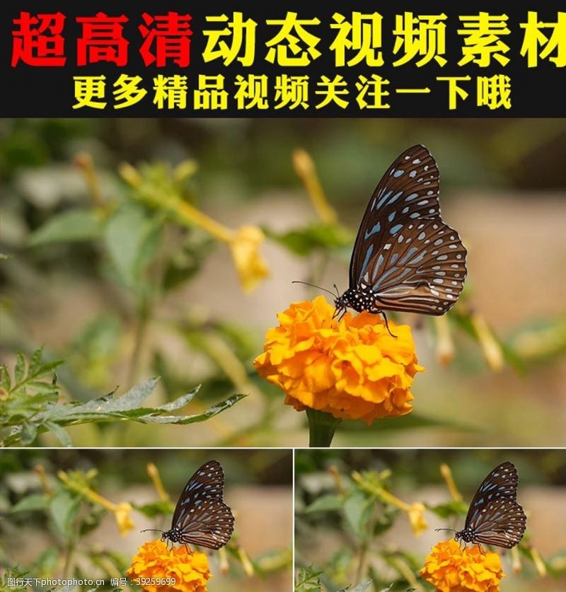 动态视频素材鲜花盛开蝴蝶春天景色实拍视频