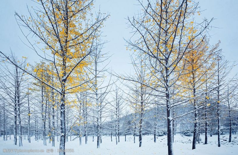 空中草原雪中银杏树