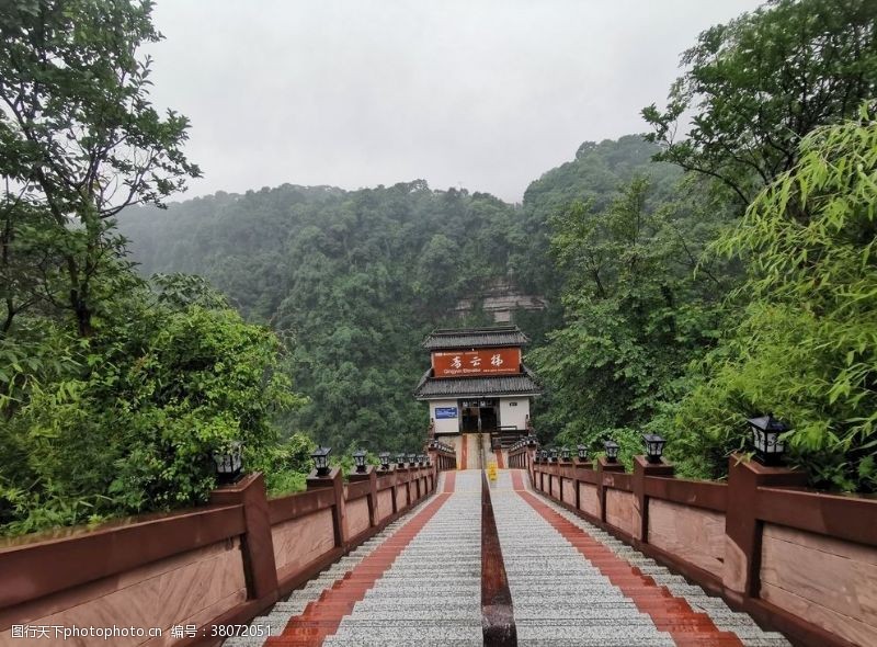 青葱大树碧峰峡