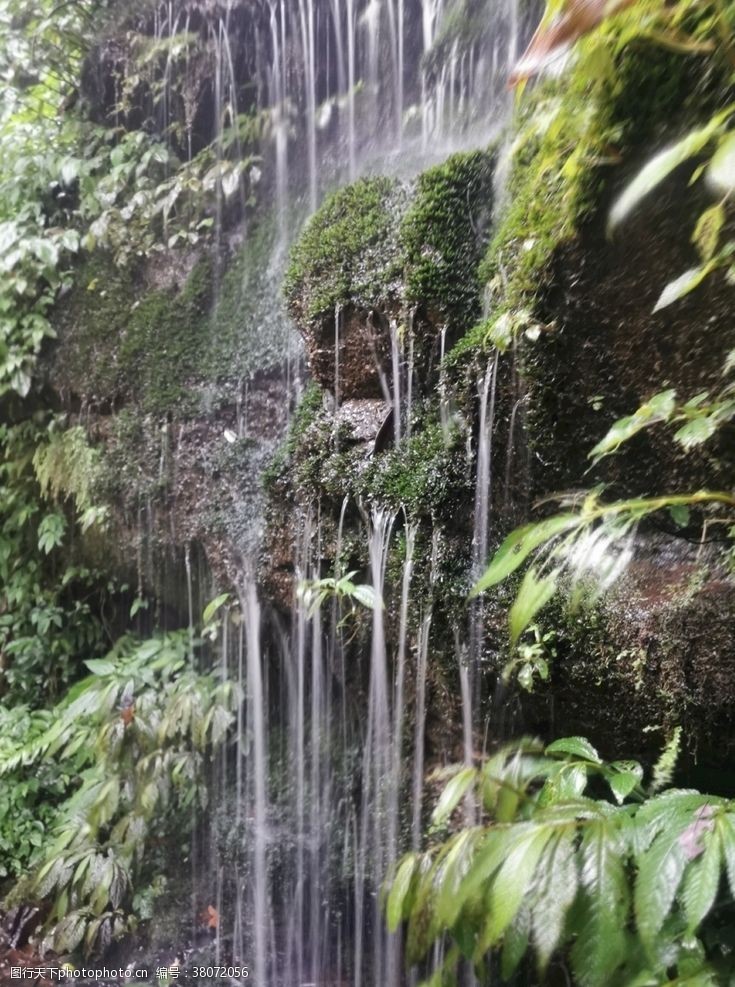 青葱大树碧峰峡瀑布