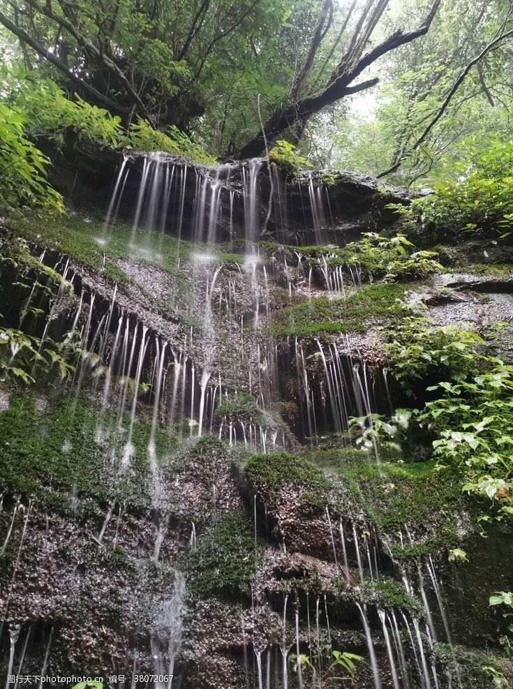 青葱大树碧峰峡瀑布