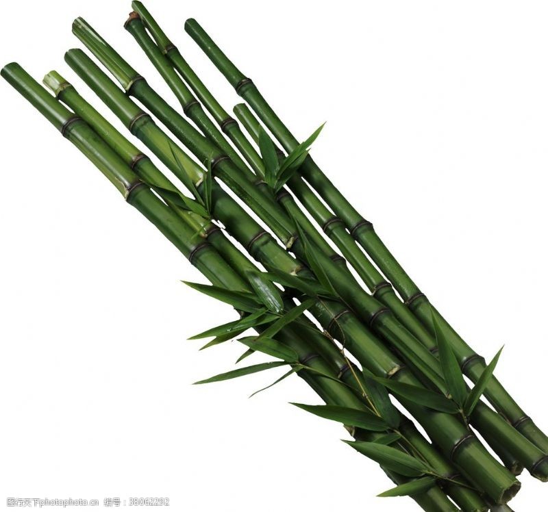 青翠绿叶素材卡通竹子
