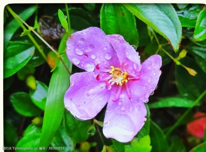 春意盎然雨后花朵