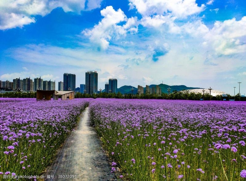 薰衣草地地信花海