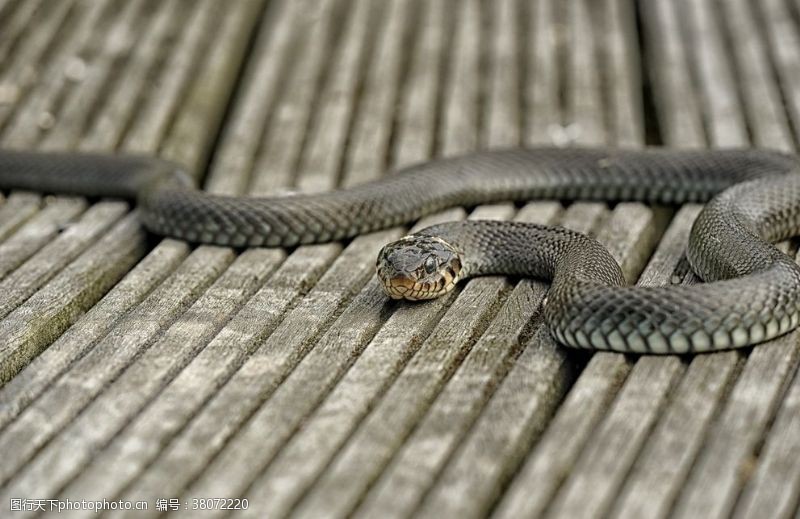 蟒蛇毒蛇
