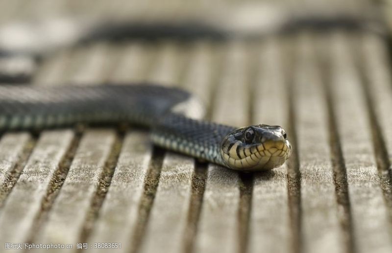 蟒蛇毒蛇