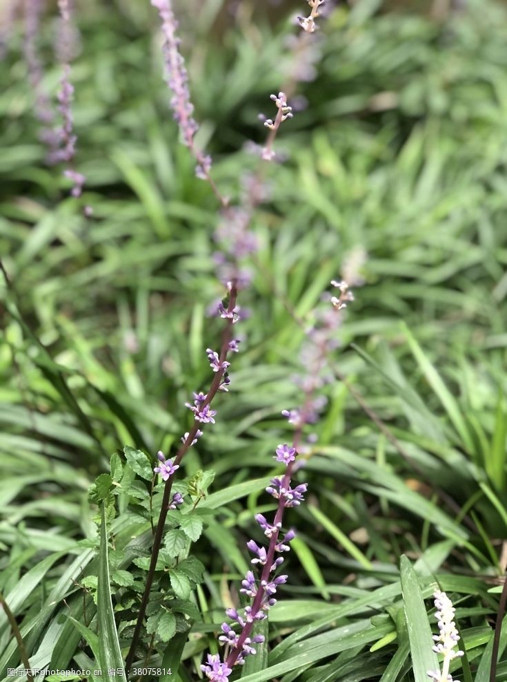 阔叶山麦冬