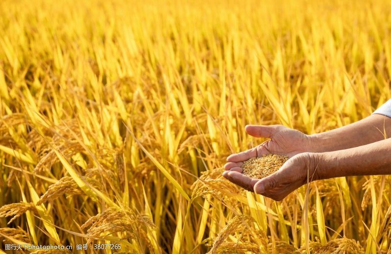 麦穗稻穗食物粮食人物背景素材
