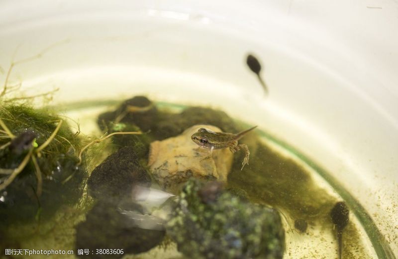 漂浮绿叶幼年青蛙与蝌蚪
