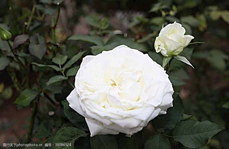 玫瑰花苞白玫瑰