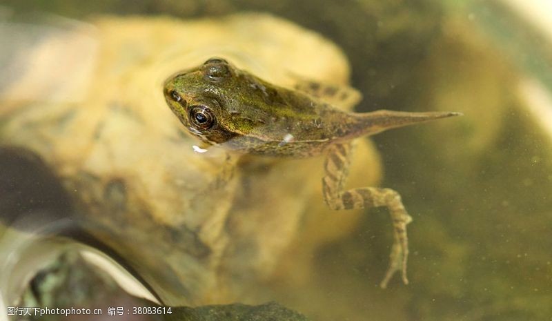 绿色青蛙带尾巴的小青蛙