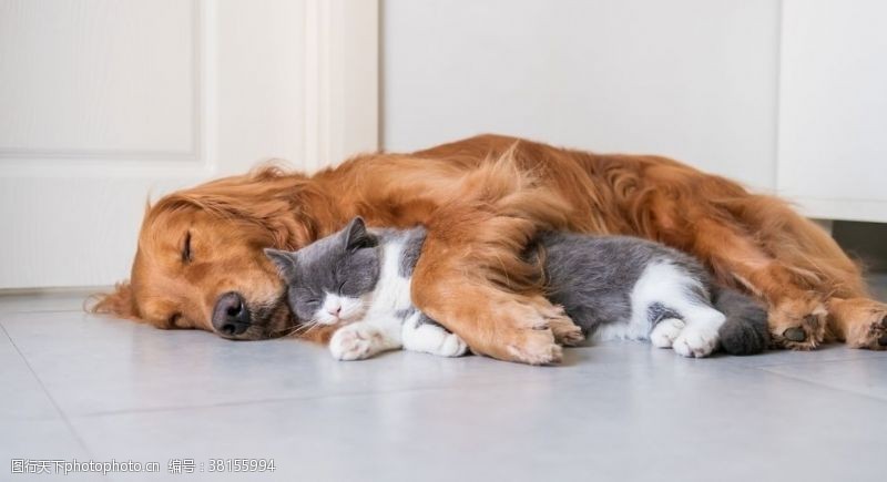 睡眠质量猫咪狗狗