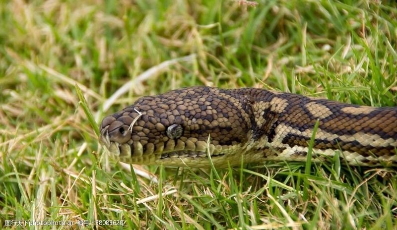 蟒蛇蛇