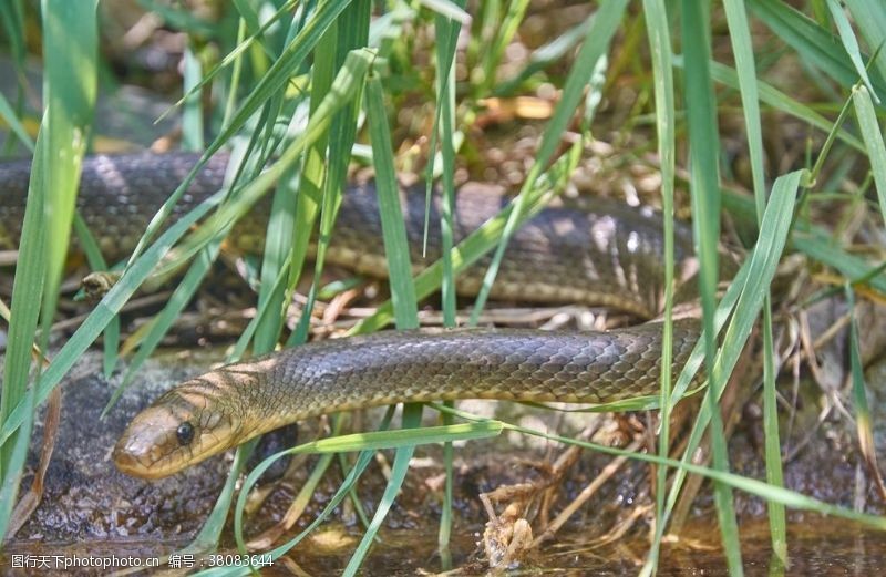 蟒蛇蛇