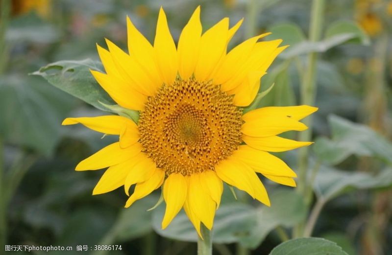黄蓬向日葵