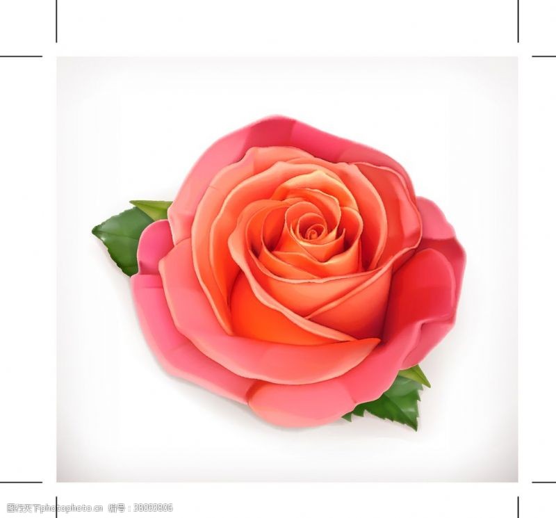 玫瑰红底板玫瑰花素材