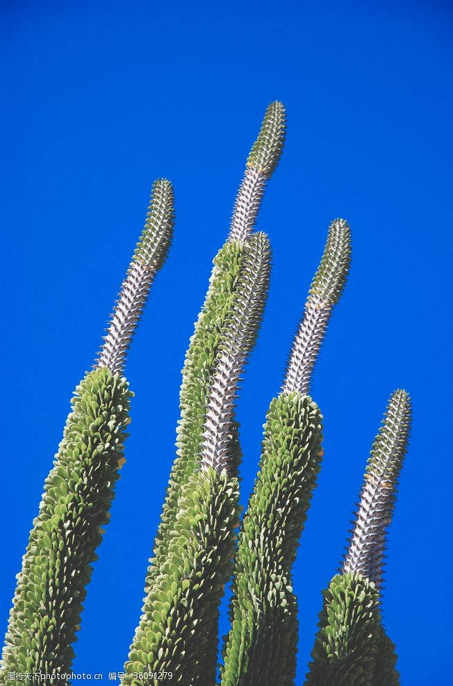 绿芽新生植物