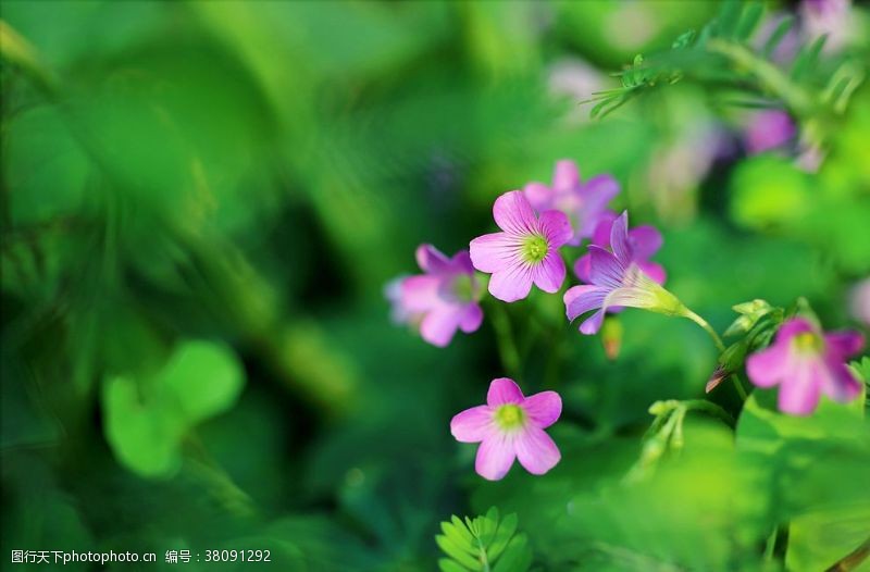 绿芽新生植物