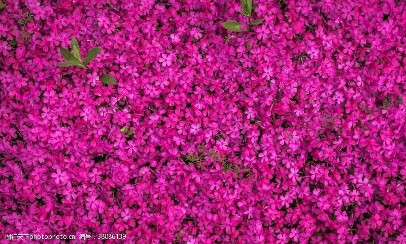 紫红色花图片免费下载 紫红色花素材 紫红色花模板 图行天下素材网